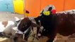 Cow very well Trained For qurbani - Video Dailymotion