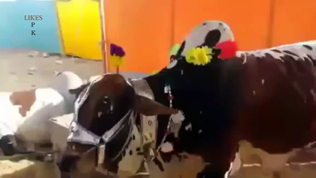 Cow very well Trained For qurbani - Video Dailymotion