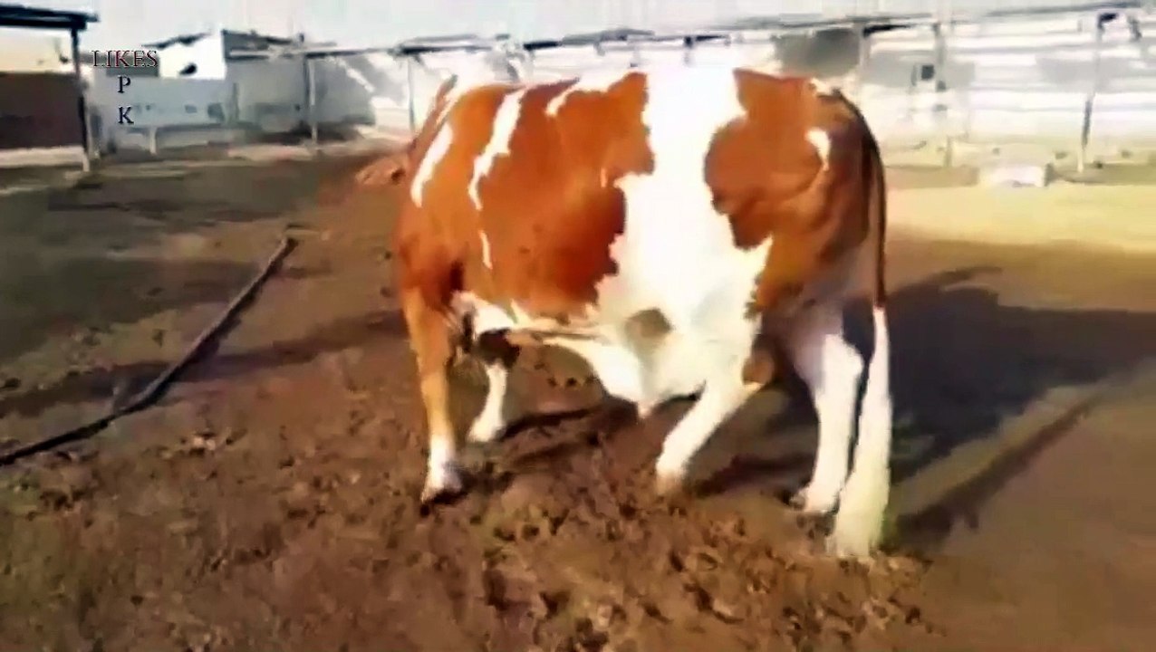 Heaviest Bachra Bakra Eid 2015 For Sale - Video Dailymotion