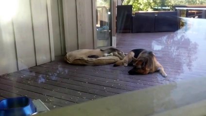 Мама-овчарка укладывает щенка спать