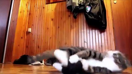 Многим владельцам котов это будет знакомым