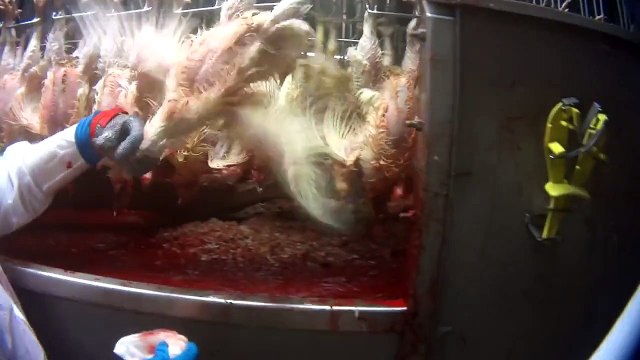 Comment sont tués les poulets destinés aux KFC et Mcdonald’s