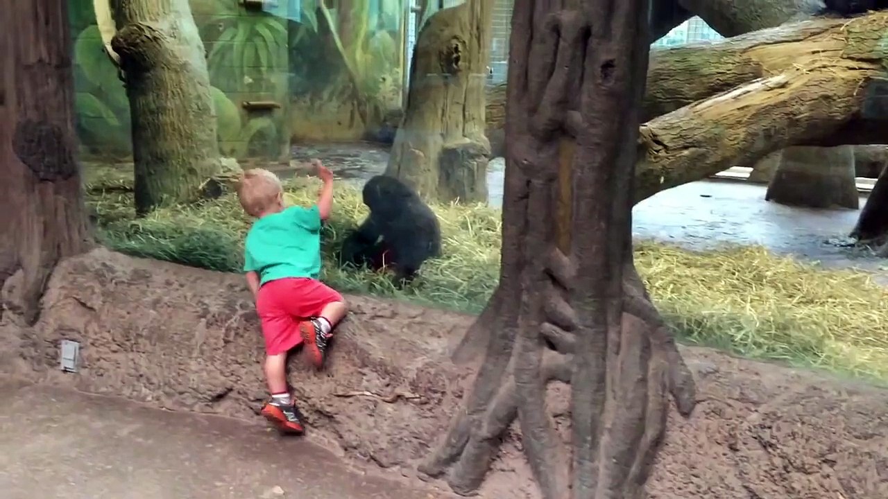 Toddler playing hide and seek with baby gorilla