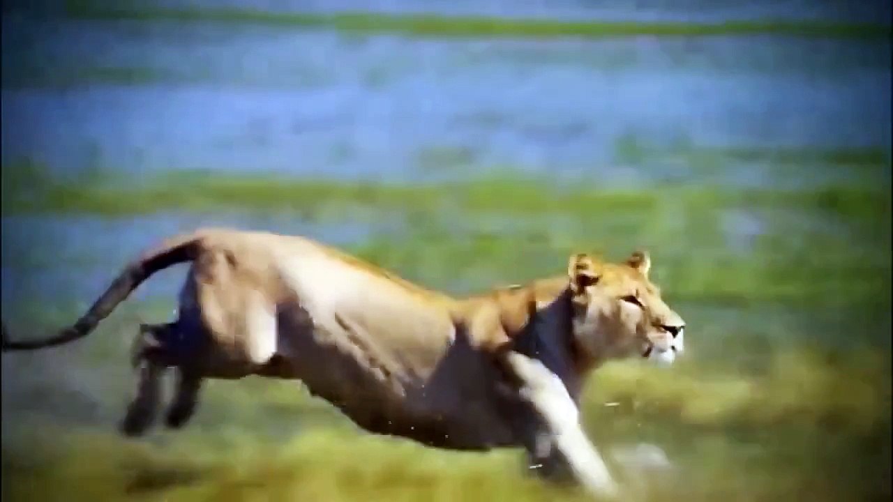 National Geographic Documentary 2015 : Animals´s Cemetery River- Lions & Crocodiles Attac