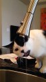 Funny Cat drinking water