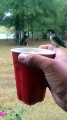 Sharing coffee with birds-amazing scene