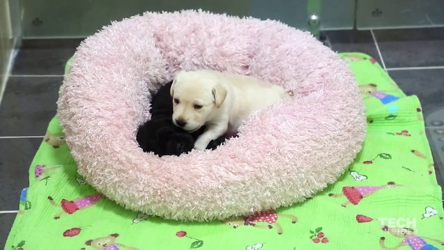 La société Sooam est capable de cloner des chiens