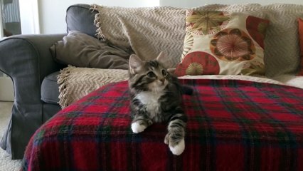 Un chaton danse sur "Uptown Funk" ! ADORABLE !