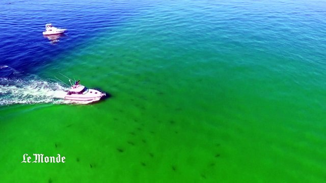 Un immense banc de requins vu du ciel