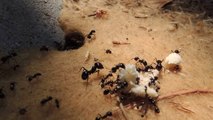 Hormigas recolectoras