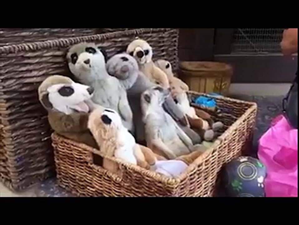 Who's Hiding-