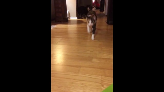 Ce chat n'aime pas les cartes d'anniversaire