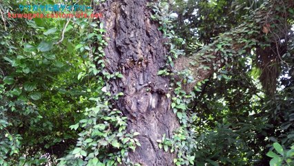 クワガタ採集ダイアリー クワガタカナブン6月下旬