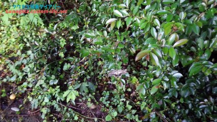 クワガタ採集ダイアリー 樹液場昆虫観察7月下旬