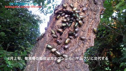 クワガタ採集ダイアリー 樹液場観察記録2015年8月