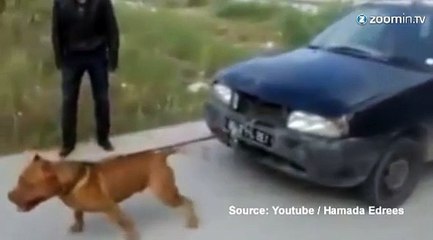 Buzz : un chien hyper costaud