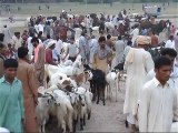 ٹوبہ ٹیک سنگھ مویشی منڈی میں قربانی کے جانوروں کی خریداری عروج پر پہنچ گئی ۔