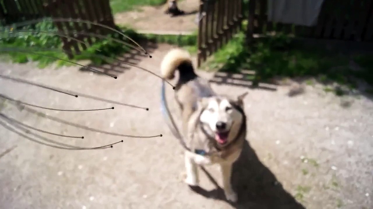 Un husky se fait masser la tête