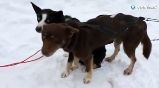 Jamais vous n'avez entendu un chien aboyer comme ça