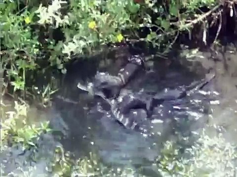Des loutres tuent et mangent un crocodile