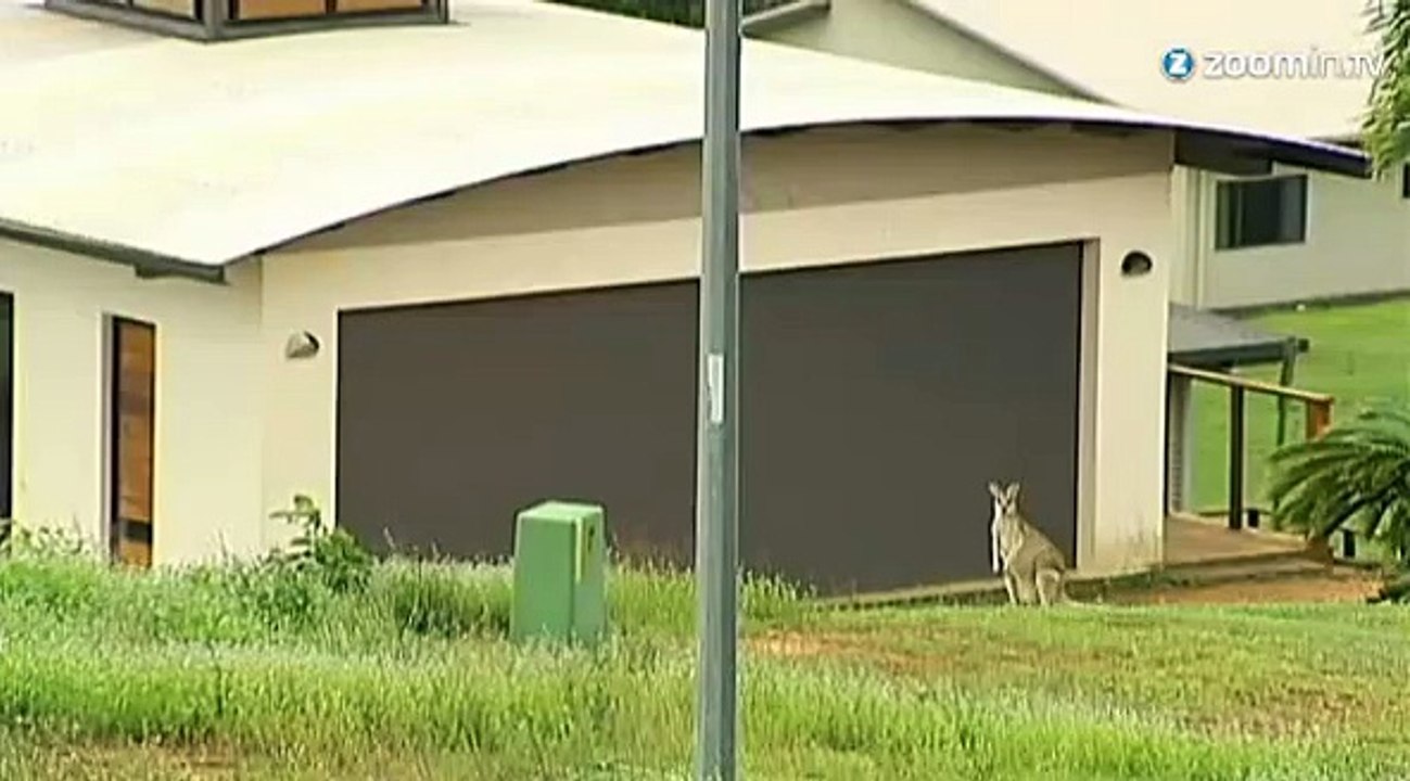 Australie : un village envahit par...les wallabies !