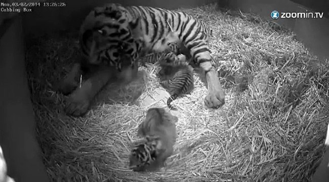 Naissance rare au Zoo de Londres : 3 tigres de Sumatra!