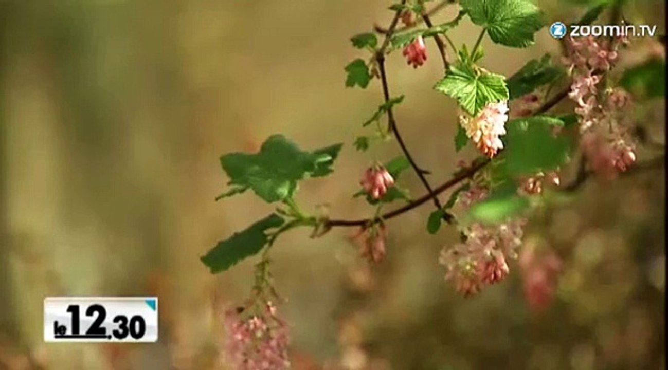 Beau temps : plus de pollens et d'acariens