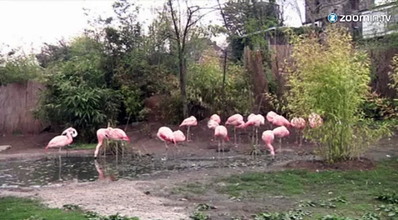 Qui égorge des flamands roses dans le zoo de Francfort?