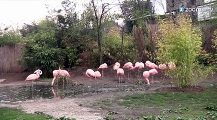 Qui égorge des flamands roses dans le zoo de Francfort?