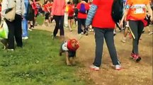 Les chiens aussi ont leur marathon!