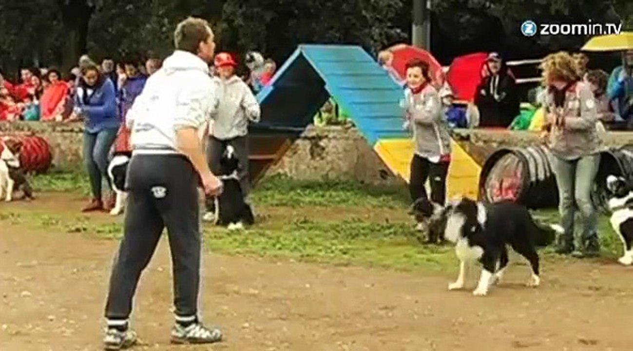 Des toutous qui se trémoussent
