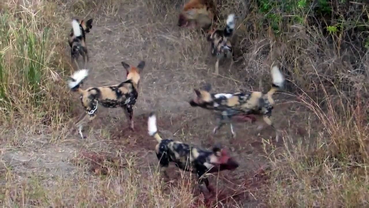 Epic battle between hyenas and pack of wild dogs