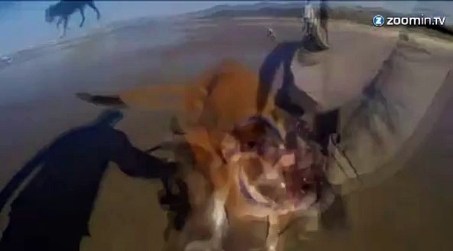 Un petit chien à deux pattes