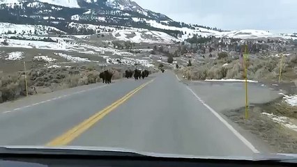 La fuite des bisons à Yellowstone présage-t-elle la pire éruption volcanique au monde ?