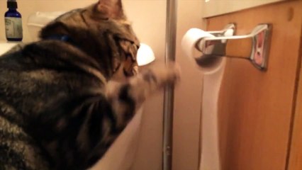 Voici le chat qui déroule votre papier toilette