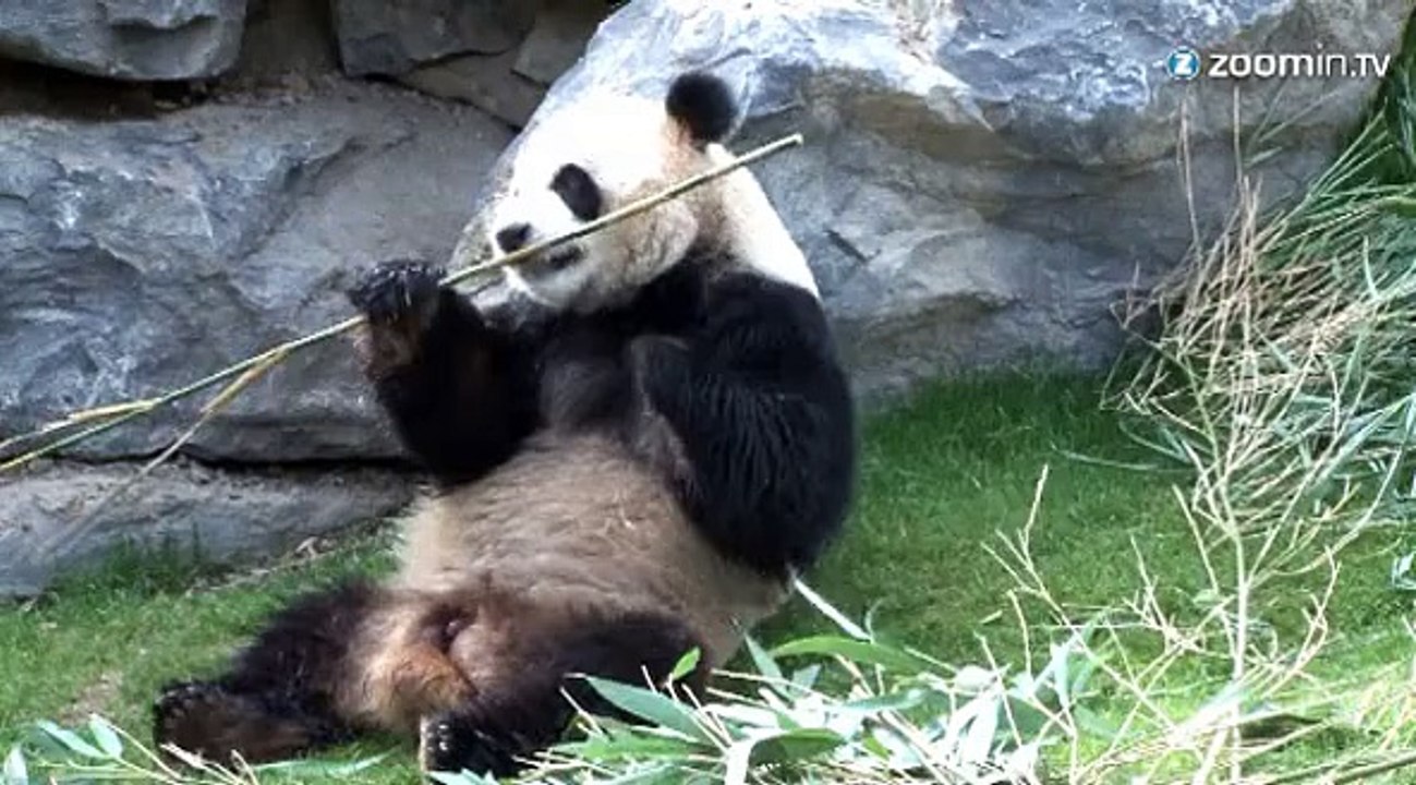 Le parc Pairi Daiza rêve d'un bébé panda