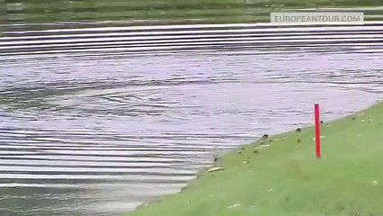 Attaqué par un essaim de frelons, un golfeur se jette à l'eau