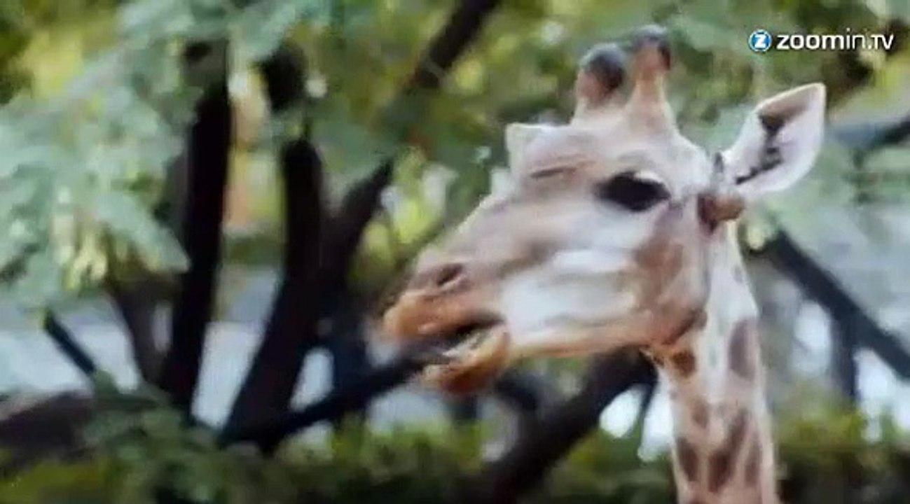 A voir : 'Girafada'