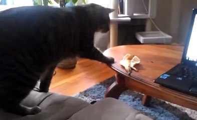 Un chat terrifié par une peau de banane