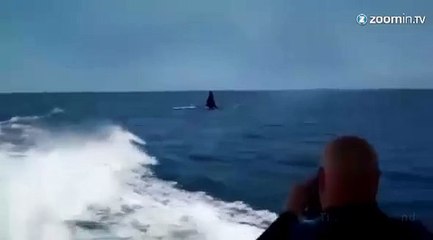 Un orque défie un bateau à moteur