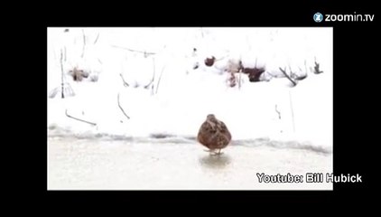 Cette bécasse a le rythme dans la peau !