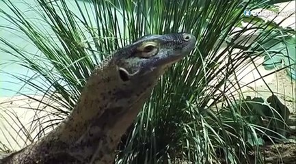 Des dragons de komodo ont dû être séparés