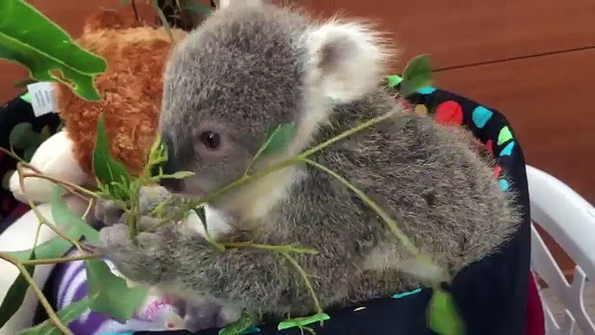 Un Koala Tellement Mignon Qu Il Fait Craquer Le Net Entier Video Dailymotion