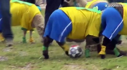 Un match Colombie-Brésil avec des moutons!