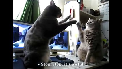 Deux chats dansent la capucine