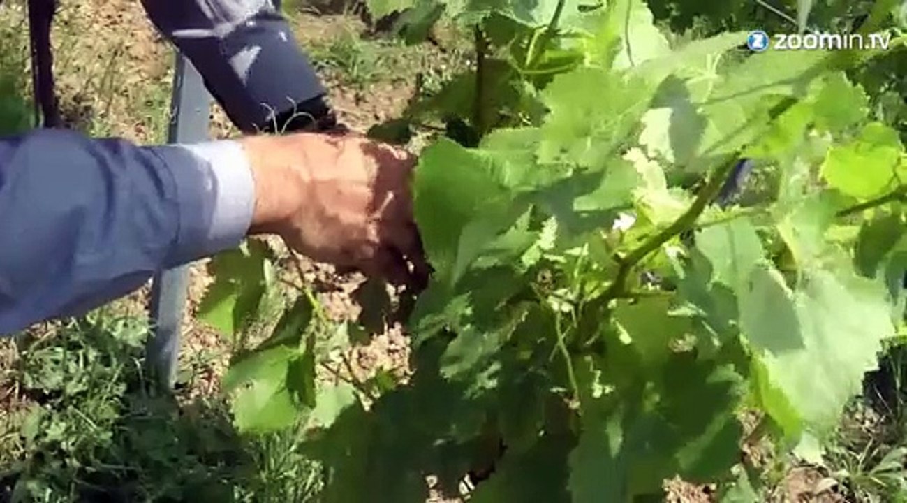 Pour sauver son vignoble, il loue ses pieds de vigne