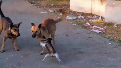 A cat attacked two dogs fastest kill