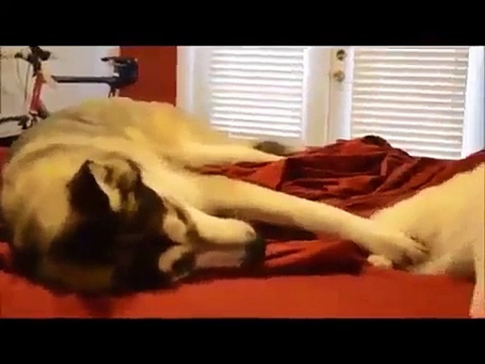 Des Vidéos drôles de Chiens Et de Chats Drôle et Mignon Animal Compilation 2015