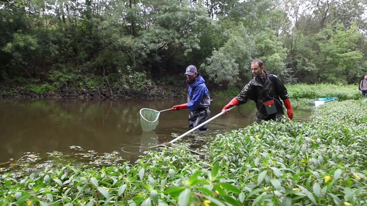 Restauration d’annexes hydrauliques sur la Loire et la Vienne