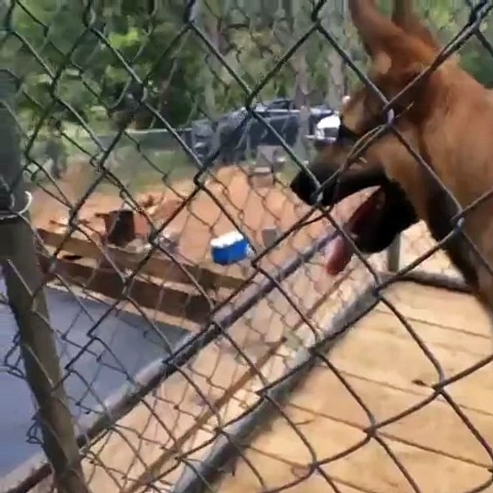 Dog Knocks Out Skateboarder